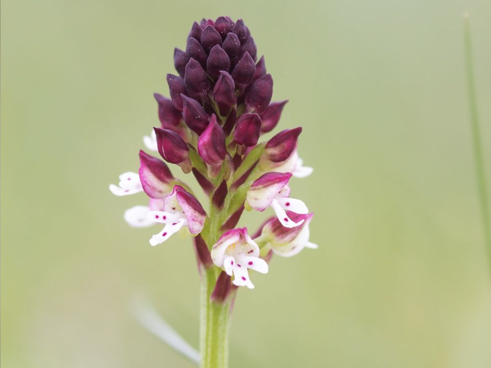 Orchidea bruciacchiata