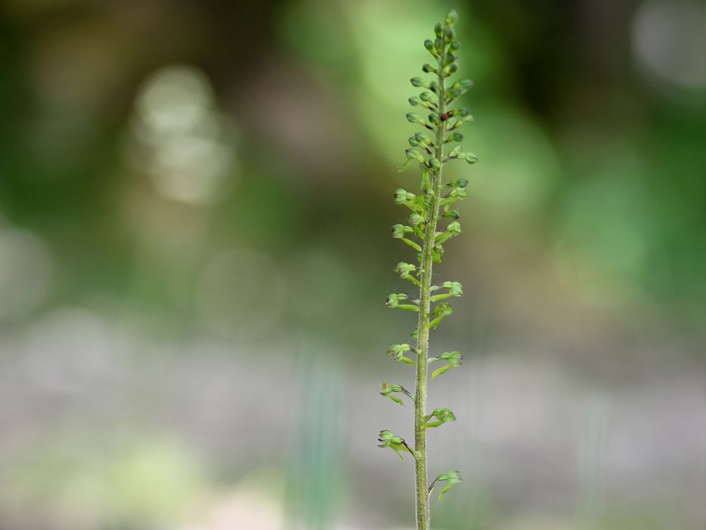 Listera maggiore