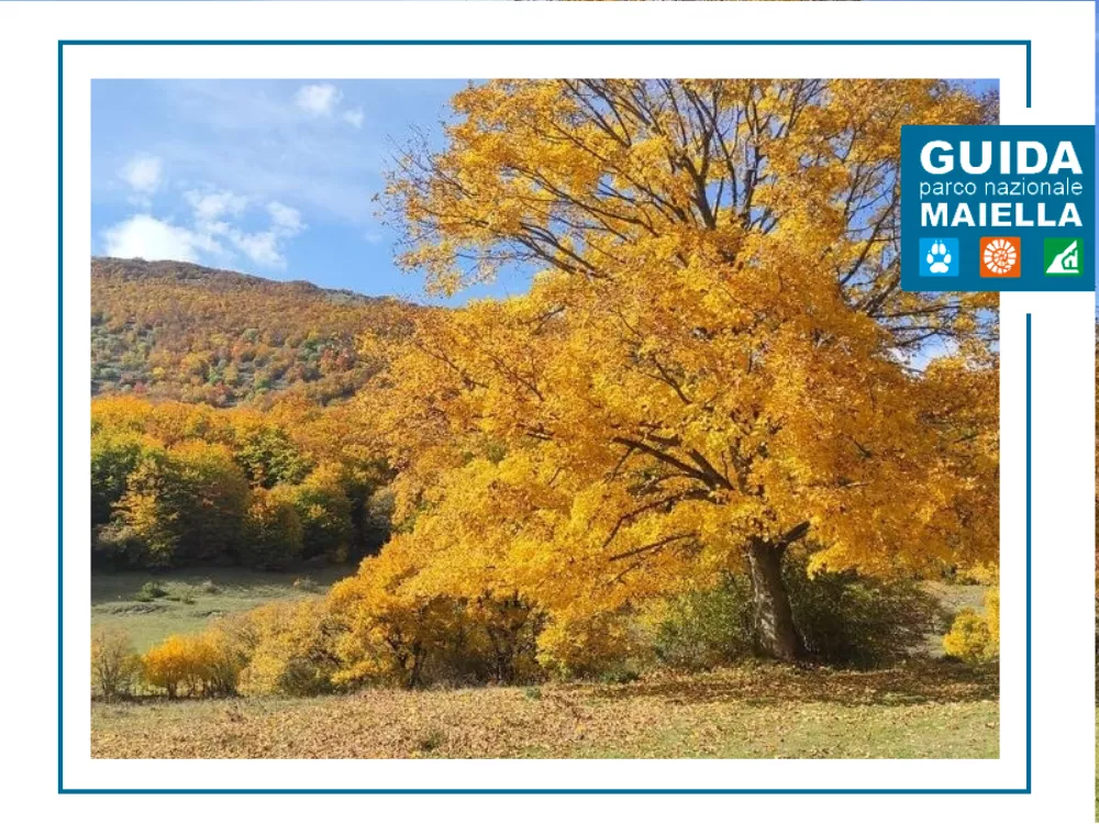 I colori dell'autunno in un bosco da favola