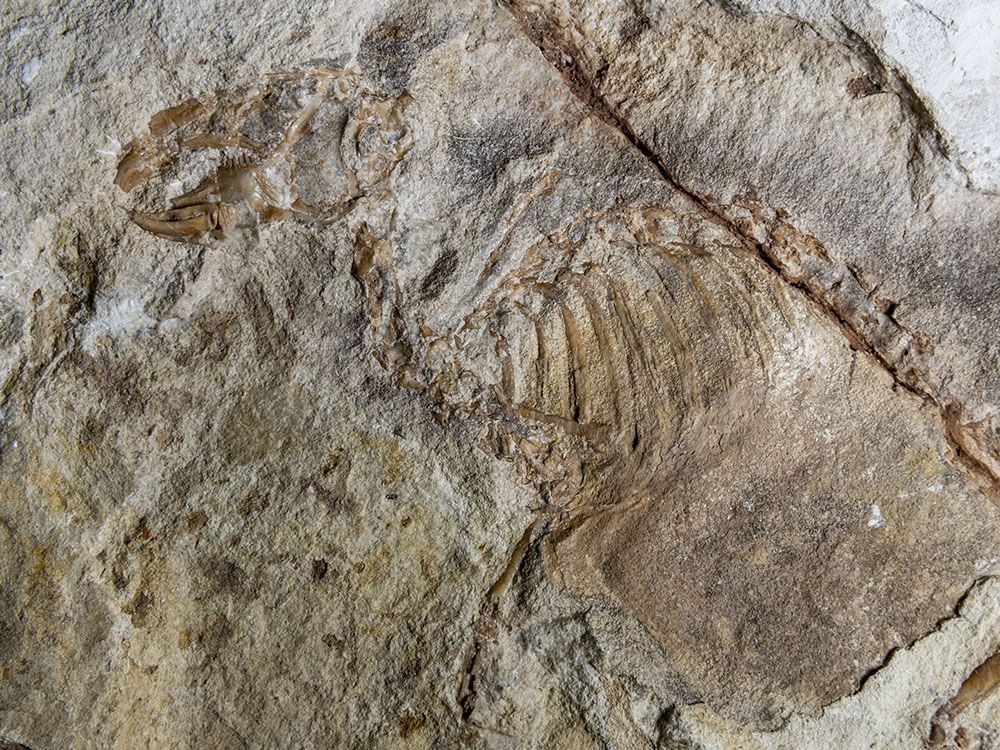 Con un'illuminazione laterale si mettono in risalto i dettagli del meraviglioso fossile del piccolo lagomorfo Prolagus cfr. apricenus, ritrovato da Erminio Di Carlo a Capo di Fiume e fiore all'occhiello del Museo di Palena.