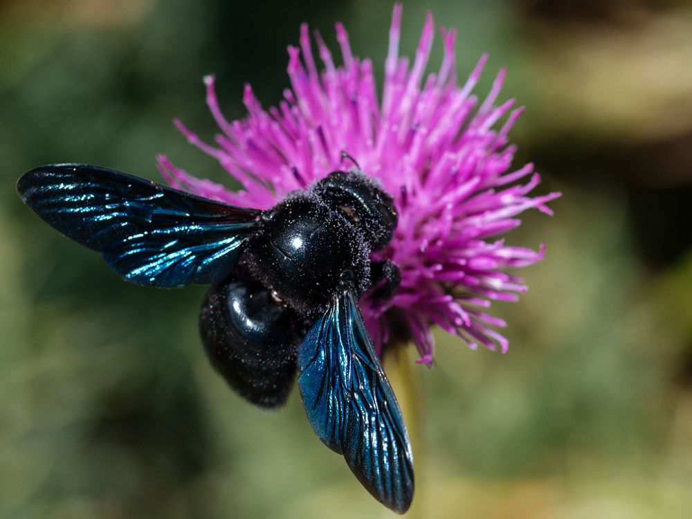 Completate le attività di campo per il monitoraggio degli insetti impollinatori per l'anno 2023