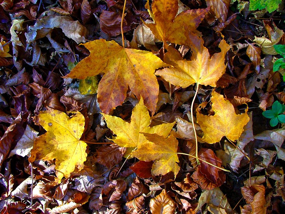 Foglie di Acero di Lobel