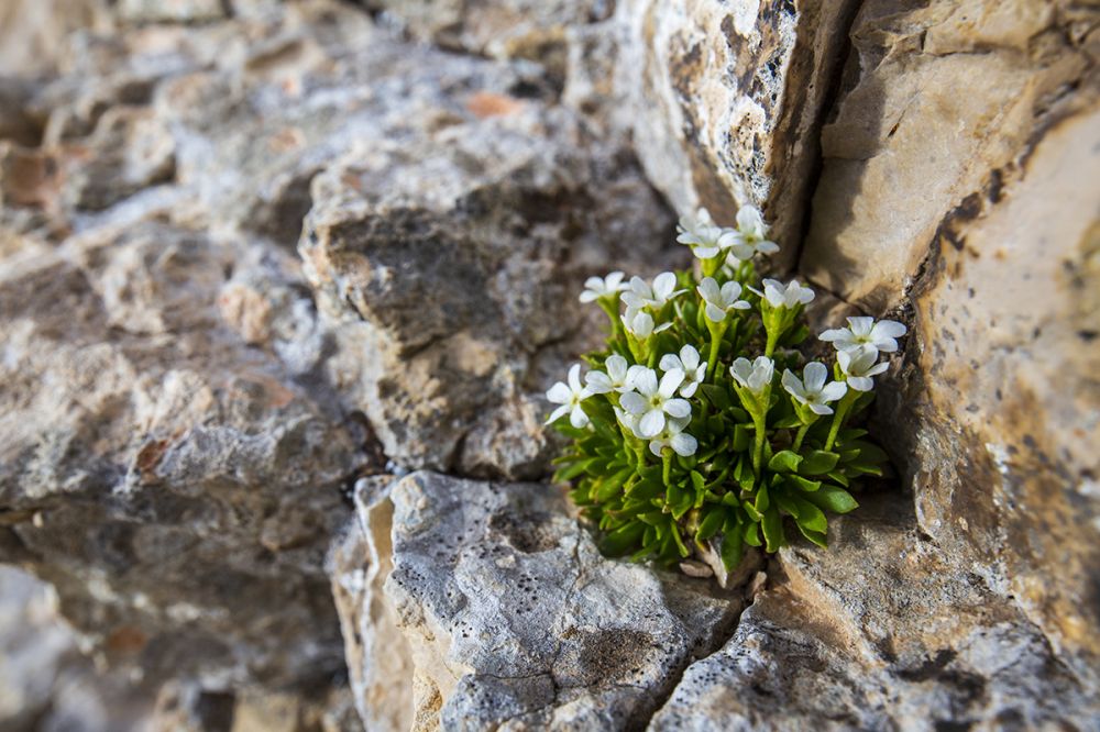 La delicata androsace abruzzese, uno degli endemismi più preziosi dell'Appennino, cresce esclusivamente in pochissimi siti sulle alte quote dei massicci della Maiella e del Gran Sasso.