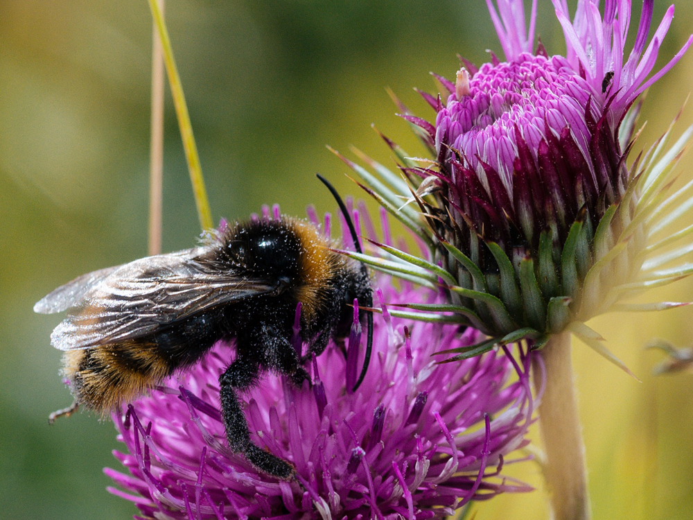 Api e insetti impollinatori in declino 