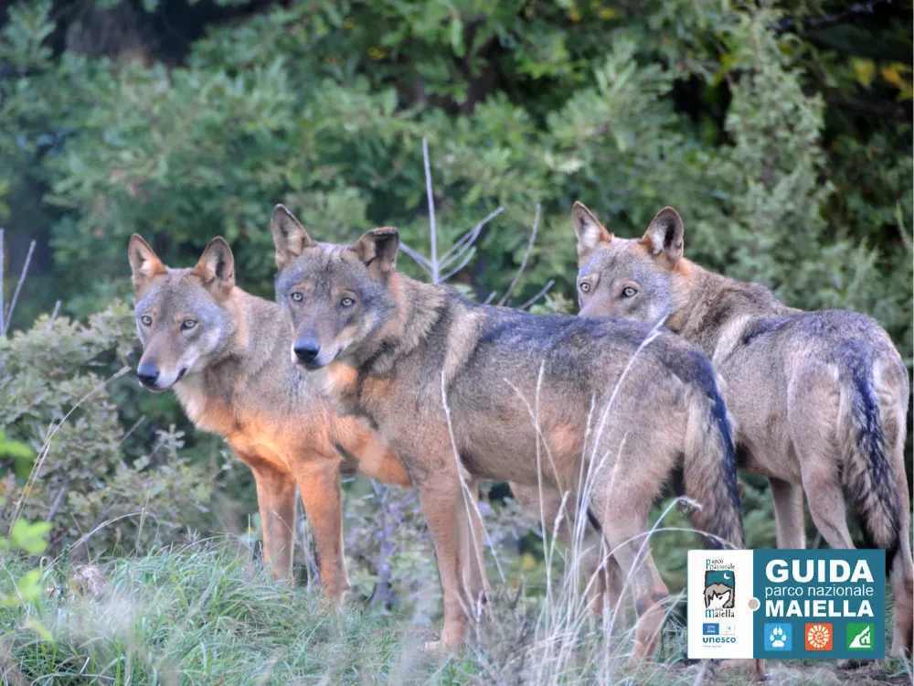 Lupi in Area Faunistica