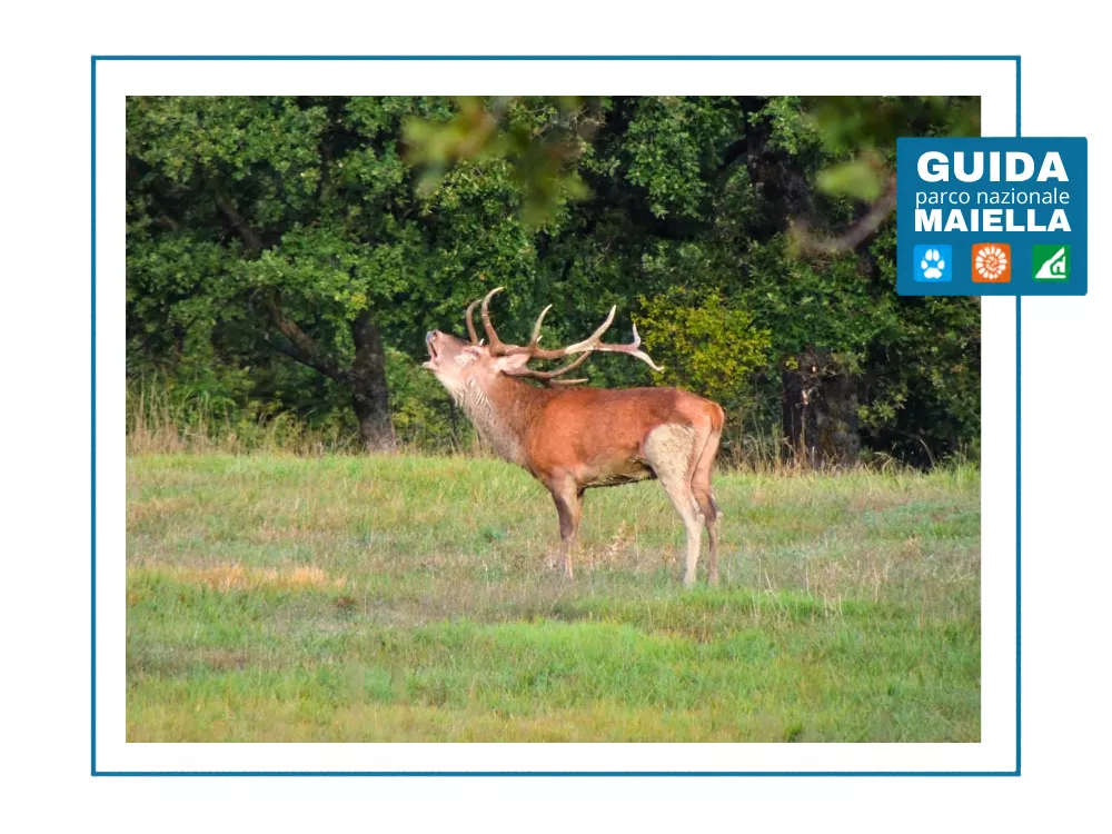Cervo che bramisce nel Parco Nazionale della Maiella
