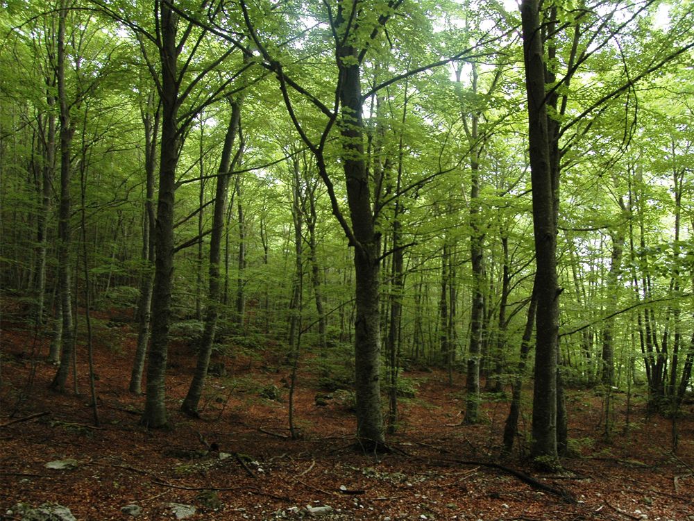 Una faggeta del Parco