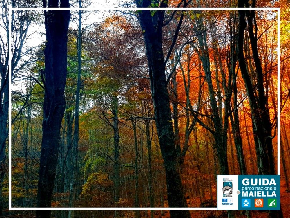 Bosco autunnale della Val di Fondo