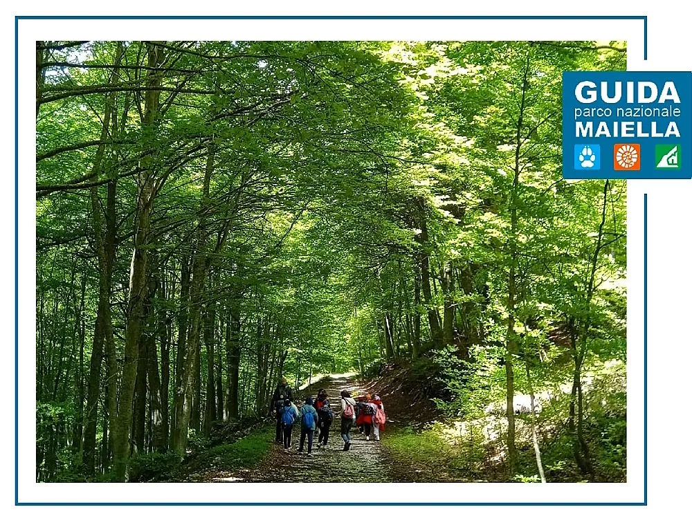 In cammino nella Foresta di Lama Bianca - Parco Nazionale della Maiella