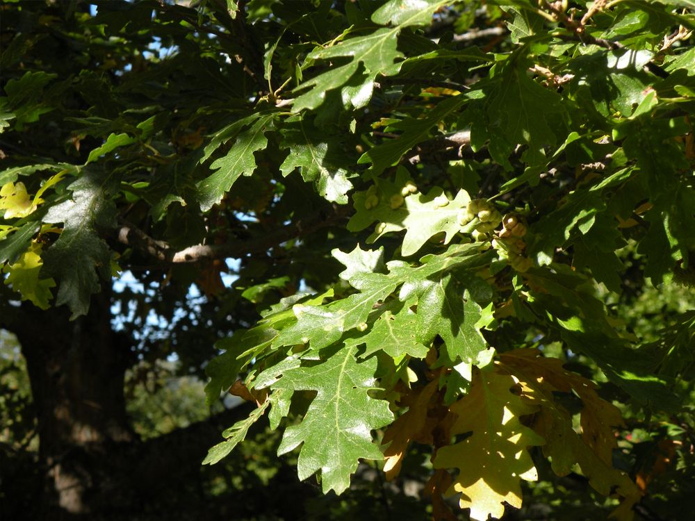 Particolare di Quercia