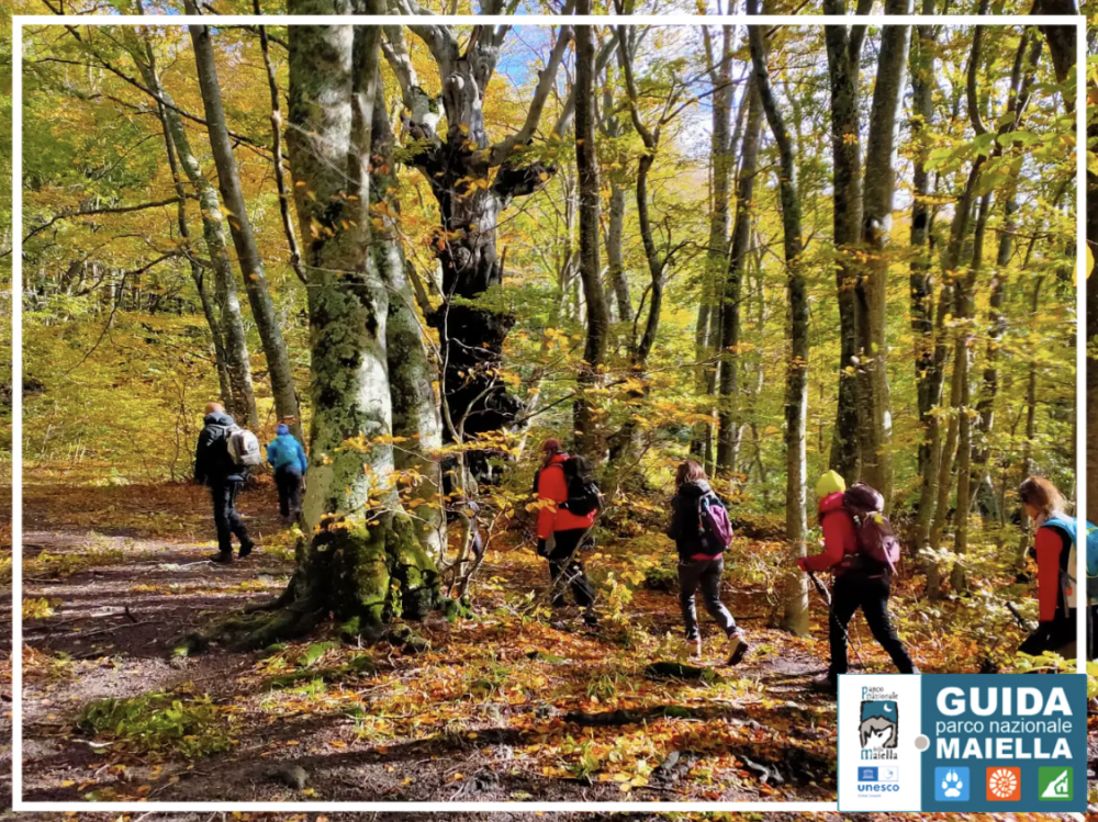 Escursione nel bosco autunnale