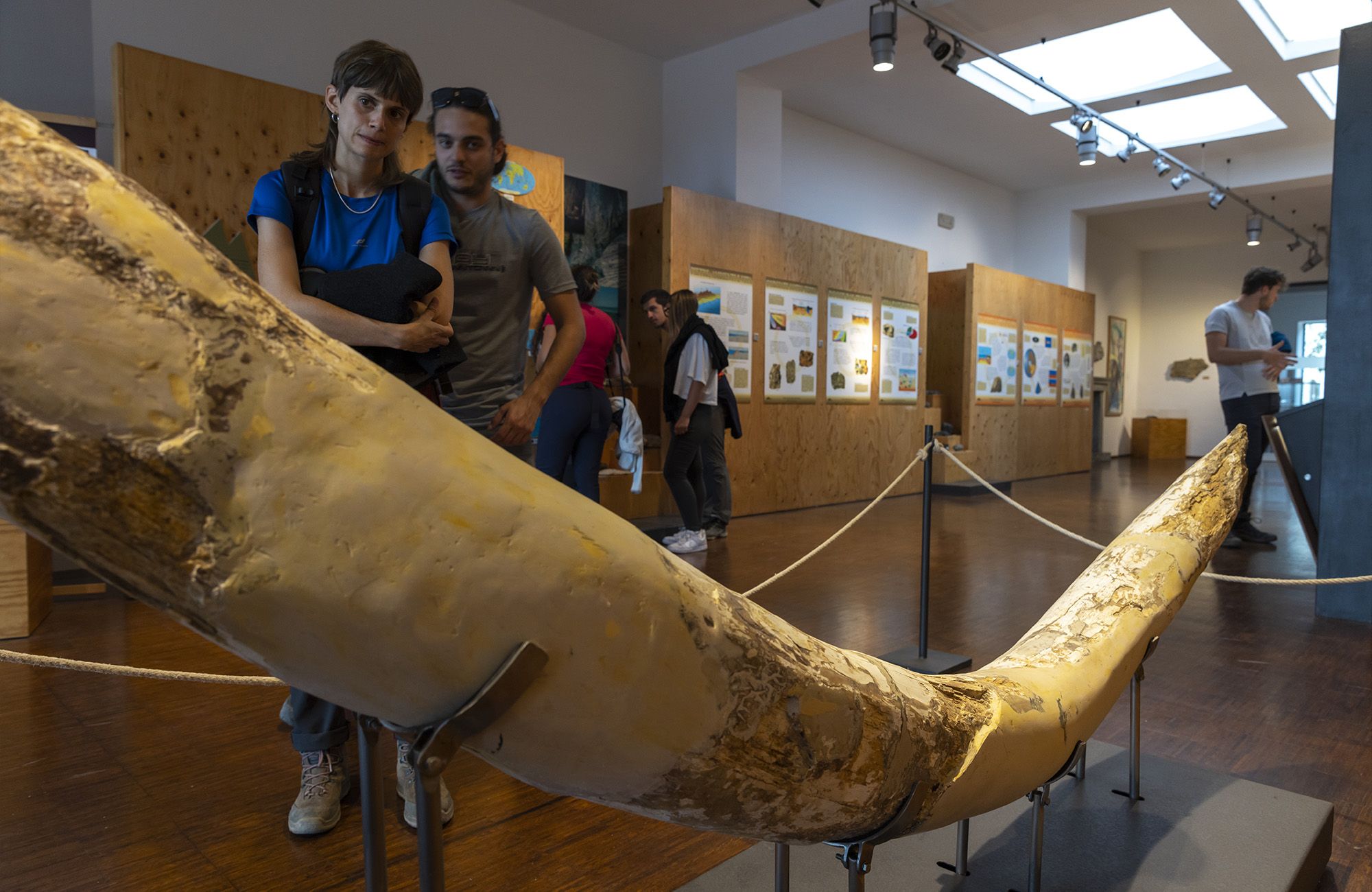 La grande zanna di un elefante meridionale, Mammuthus meridionalis, risalente a circa 1 milione di anni fa, domina la prima sala del Museo Geopaleontologico di Palena.