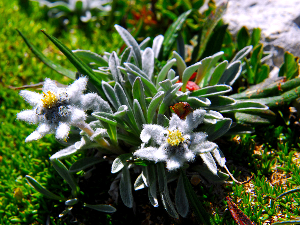 Stella alpina dell'Appennino